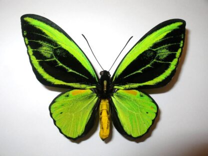 Ornithoptera priamus teucrus