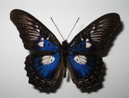 Cethosia myrina ribbei