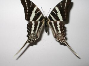 Graphium rhesus