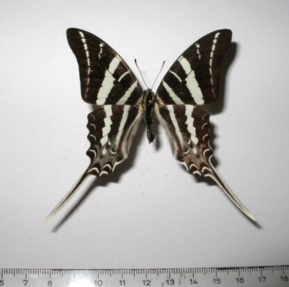 Graphium rhesus