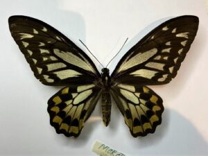 Ornithoptera croesus lydius