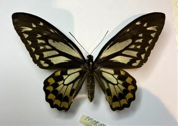 Ornithoptera croesus lydius