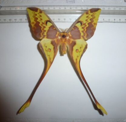 Actias meneas