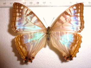 Morpho sulkowski