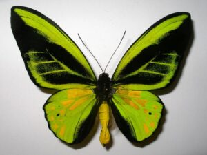 Ornithoptera goliath