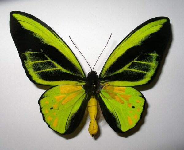 Ornithoptera goliath