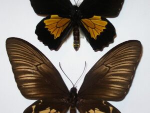 Troides oblongomaculatus oblongomaculatus