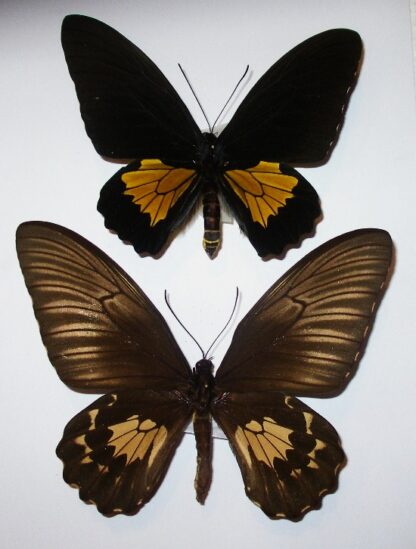 Troides oblongomaculatus oblongomaculatus