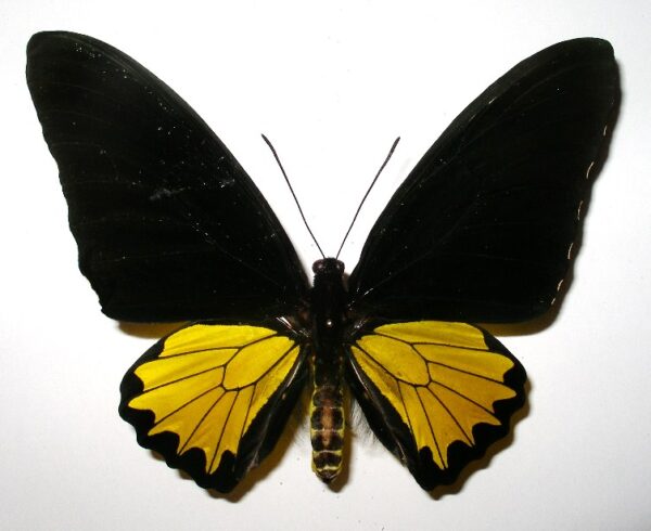 Troides helena hephaestus