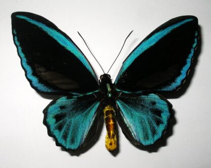 Ornithoptera priamus cealestis