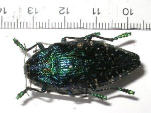Polybothris sumptuosa