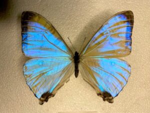 Morpho sulkowski nira