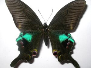 Achillides arcturus