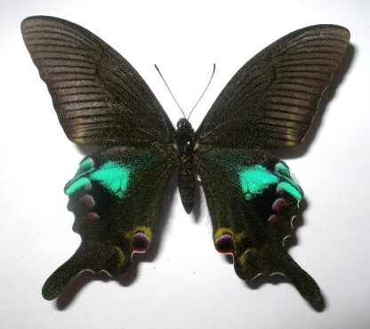 Achillides arcturus
