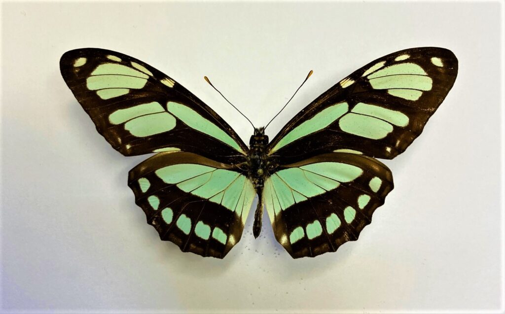 Philathria dido