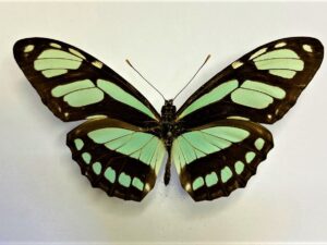 Philathria dido