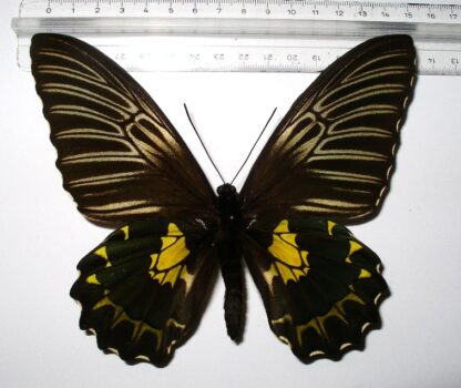 Troides prattorum