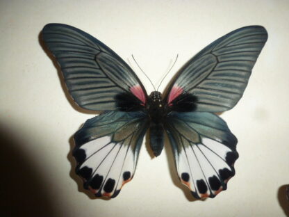 Papilio memnon