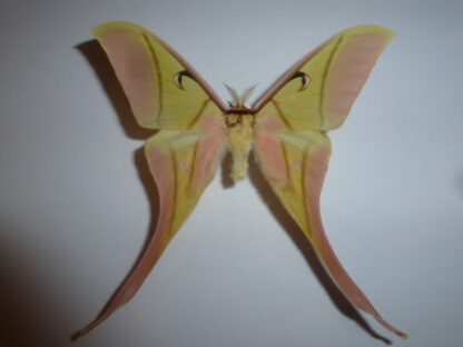 Actias rhodopneuma