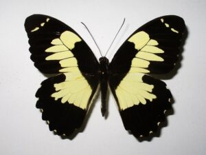 Papilio euchenor