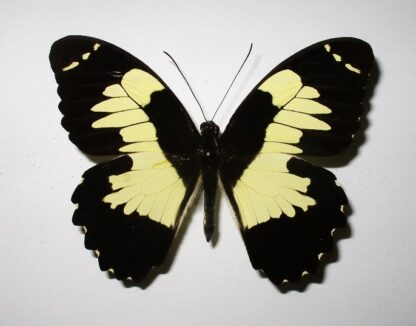 Papilio euchenor