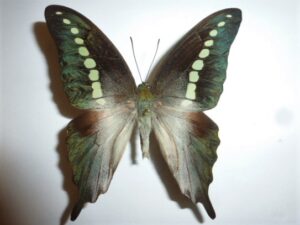 Graphium codrus
