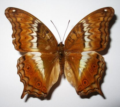 Vindula dejone