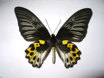 Troides hypolytus