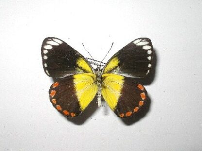 Delias lemoulti