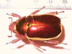 Plusiotis aurigans