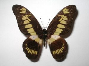 Graphium latreilianus theorini