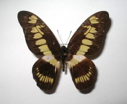 Graphium latreilianus theorini