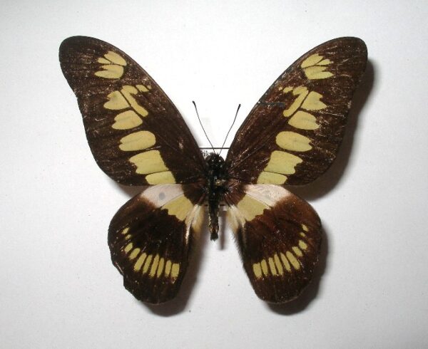 Graphium latreilianus theorini
