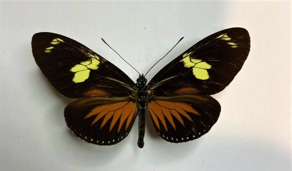 Heliconius doris