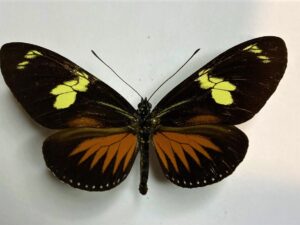 Heliconius doris