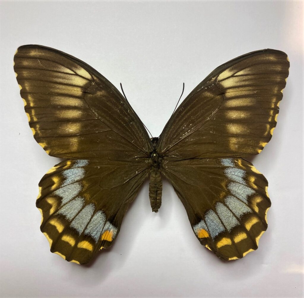 Papilio weymeri