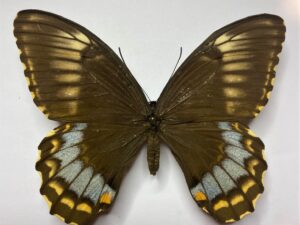 Papilio weymeri