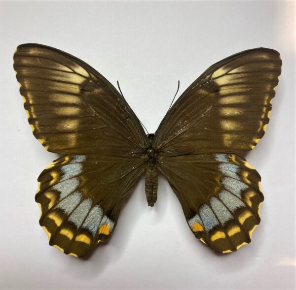 Papilio weymeri