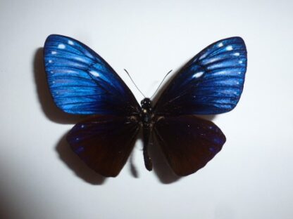 Chilasa paradoxa