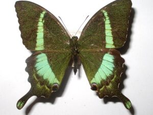 Achillides crino