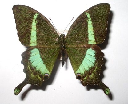 Achillides crino