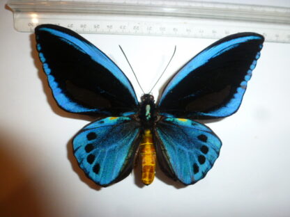 Ornithoptera priamus urvillianus