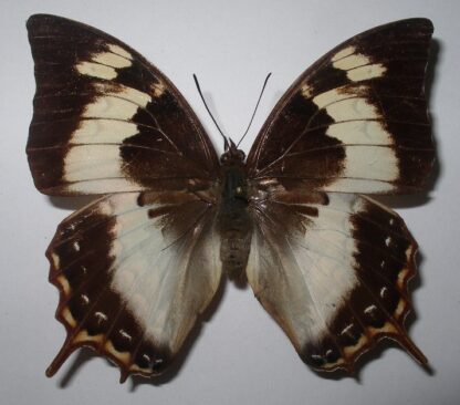 Charaxes mars madensis