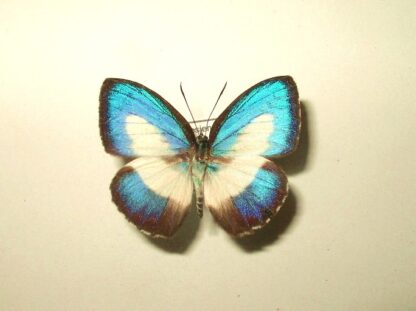 Lycaenaidae