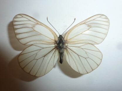 Apora crataegi
