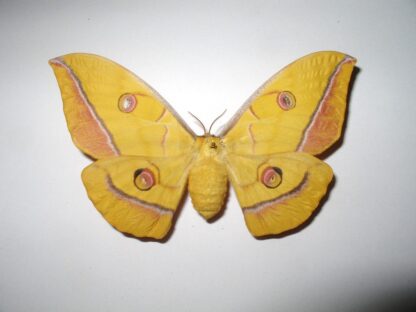 Antheraea yamamai
