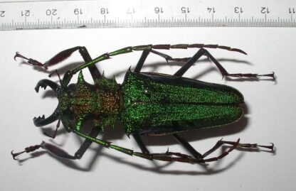 Psalidognathus superbus