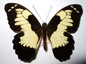 Papilio euchenor