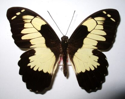 Papilio euchenor