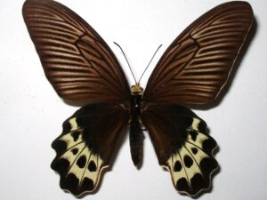 Atrophaneura priapus